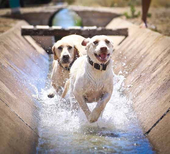 labrador retriever for sale in arizona, labs for sale az, lab for sale