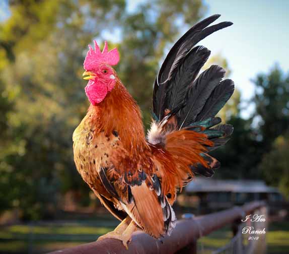 For+Sale+In+Arizona ... arizona az for sale, arizona chickens for sale ...