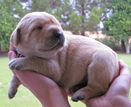 how much do puppies sleep at 12 weeks labrador retriever for sale in arizona labs for sale az lab for sale dogs how much do puppies sleep at 12 weeks labrador retriever for sale in arizona labs for sale az lab for sale dogs