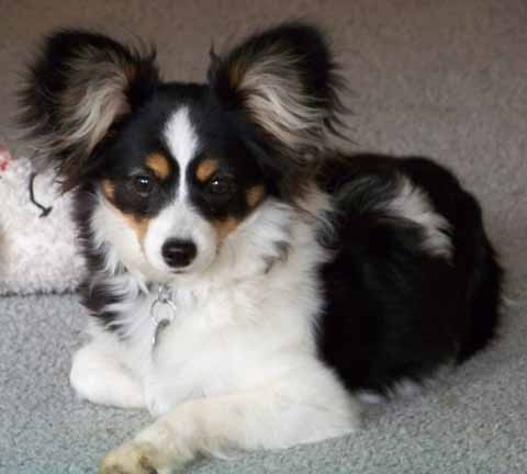 papillon breeders near me