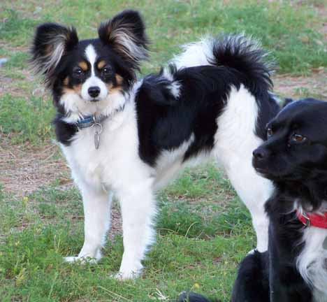 Papillon lab deals mix