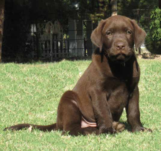 Labrador Retriever for sale, Labrador retriever puppies for sale in