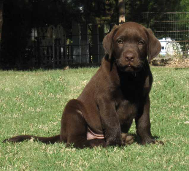 Labrador Retriever for sale, Labrador retriever puppies for sale in