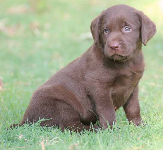 6 week old chocolate lab puppy