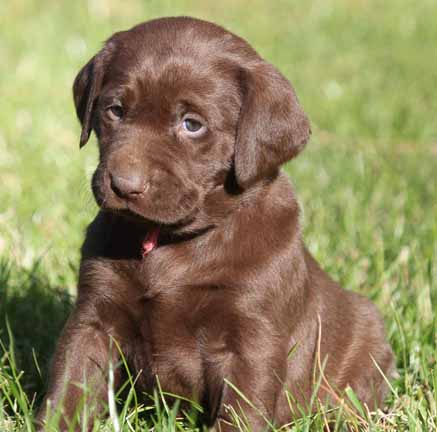 chocolate lab puppies for sale in az labrador retrievers for sale in arizona labrador retriever puppies in az lab pups in chocolate lab puppies for sale in az labrador retrievers for sale in arizona labrador retriever puppies in az lab pups in