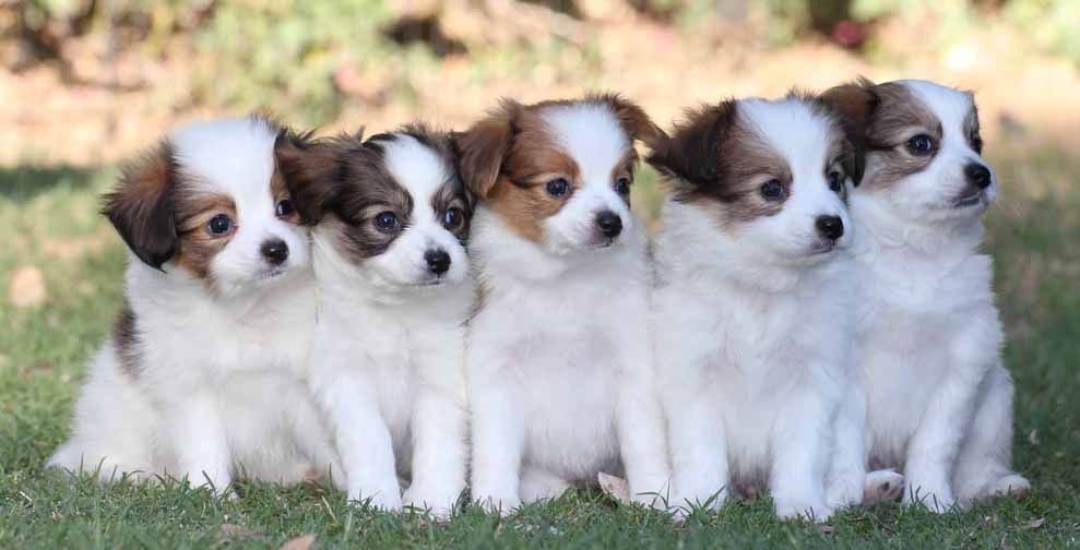 Papillon Dog Breed Complete Guide - AZ Animals